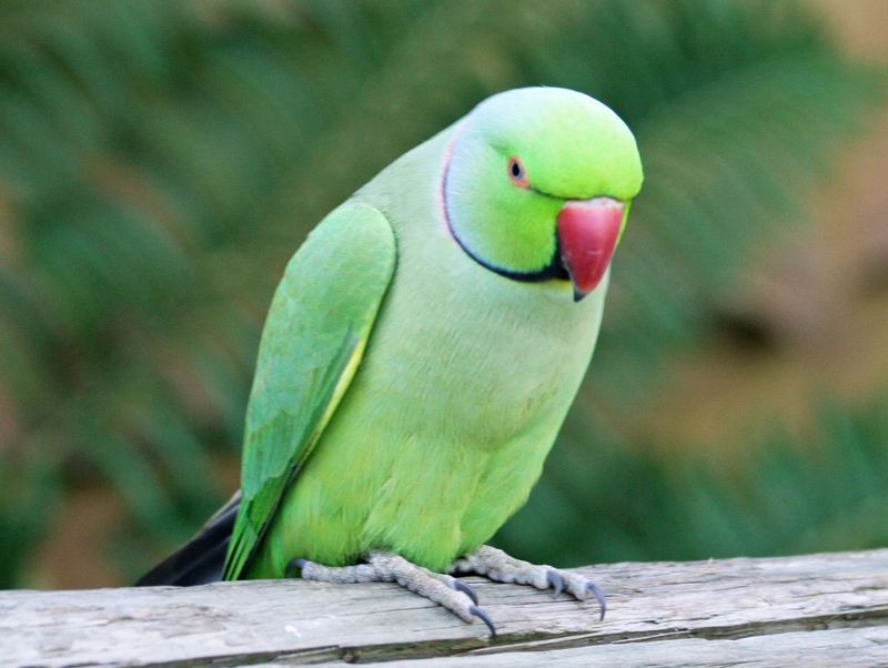 Ringed Parrot Longevity