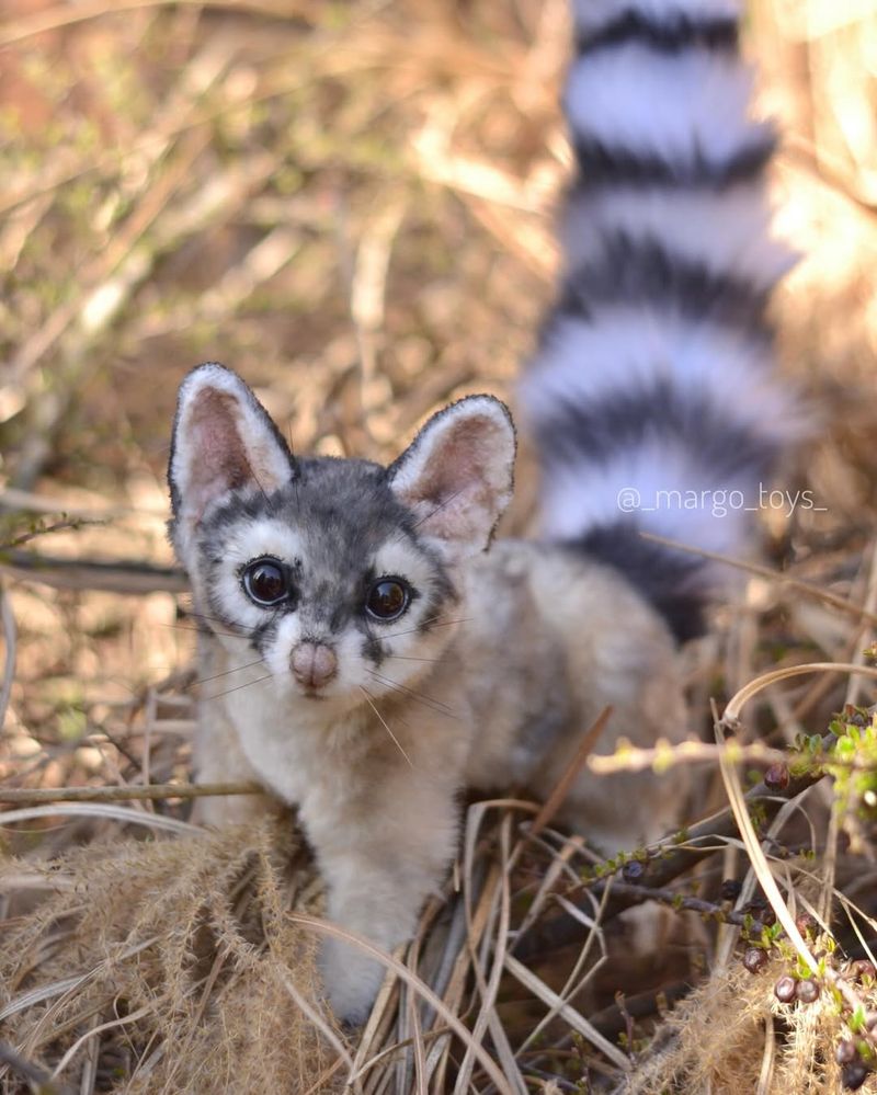 Ringtail