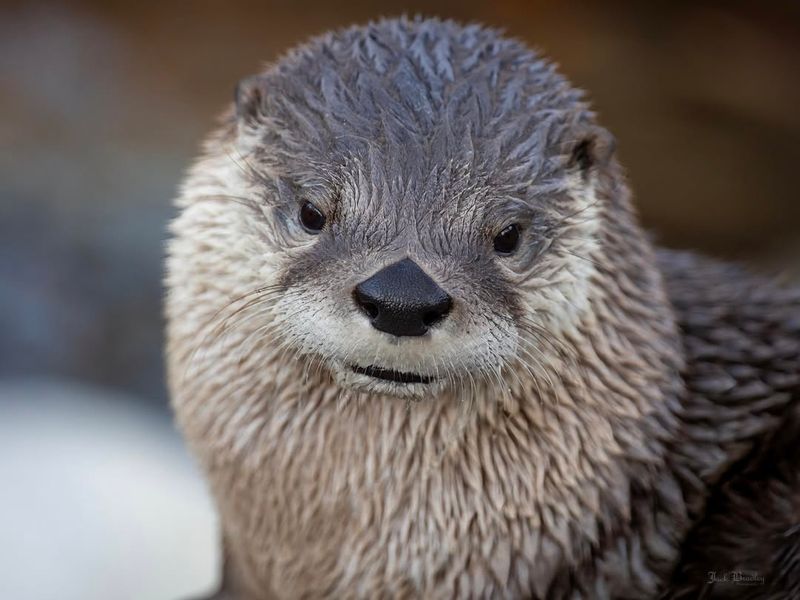 River Otter