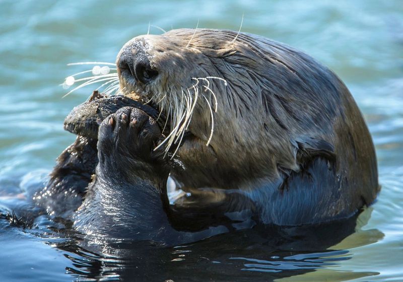 River Otter