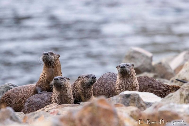 River Otters