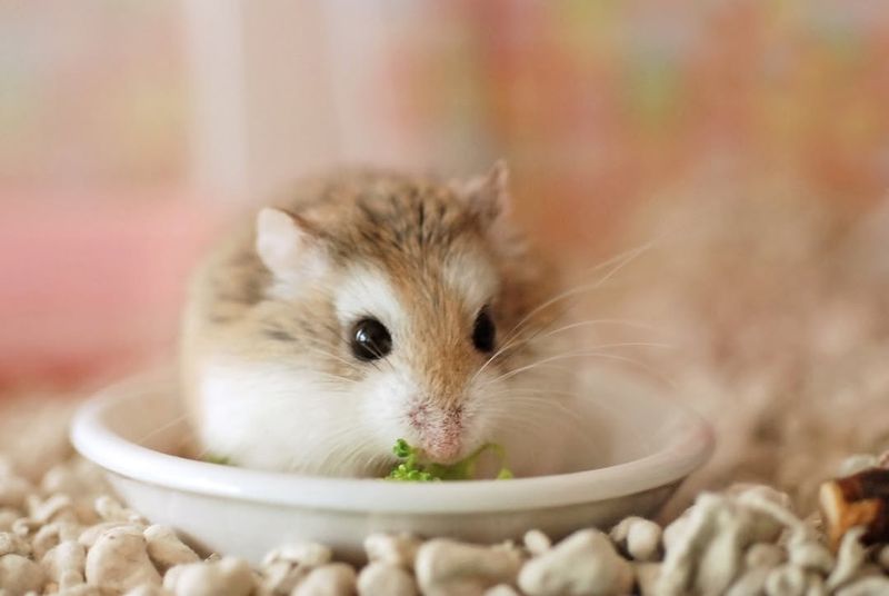 Roborovski Dwarf Hamster