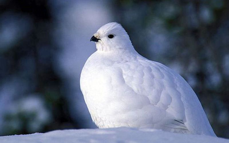 Rock Ptarmigan in Alaska