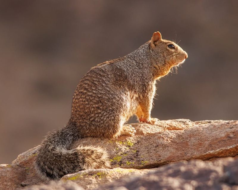 Rock Squirrel