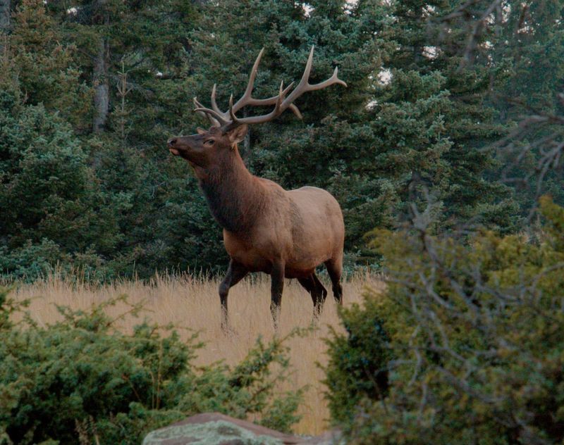 Rocky Mountain Elk (Utah)