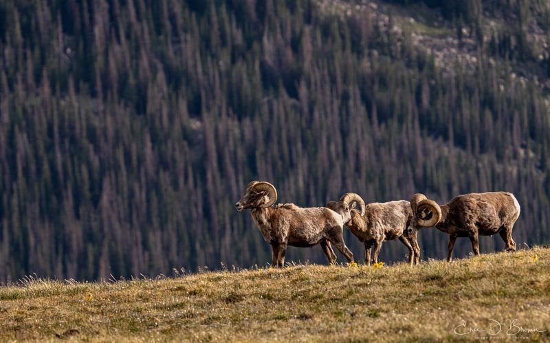 Rocky Mountain National Park, Colorado