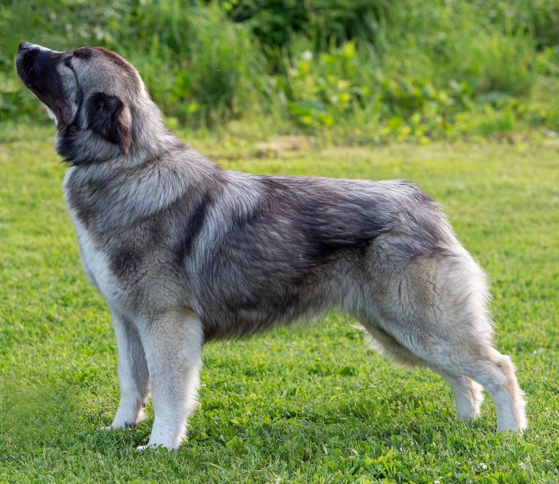 Romanian Carpathian Shepherd