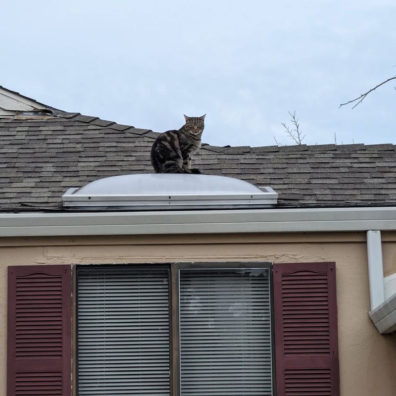 Rooftops