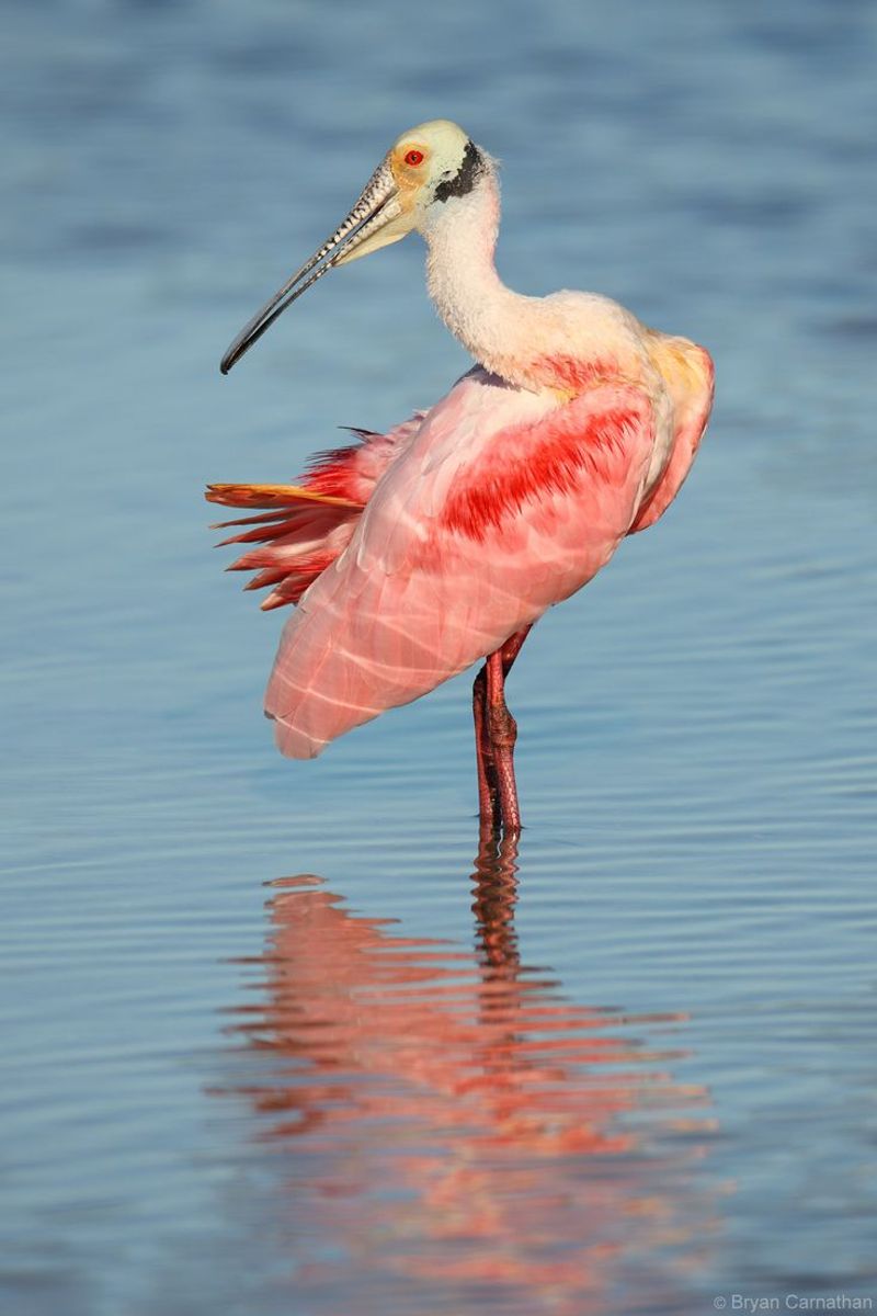 Roseate Spoonbill