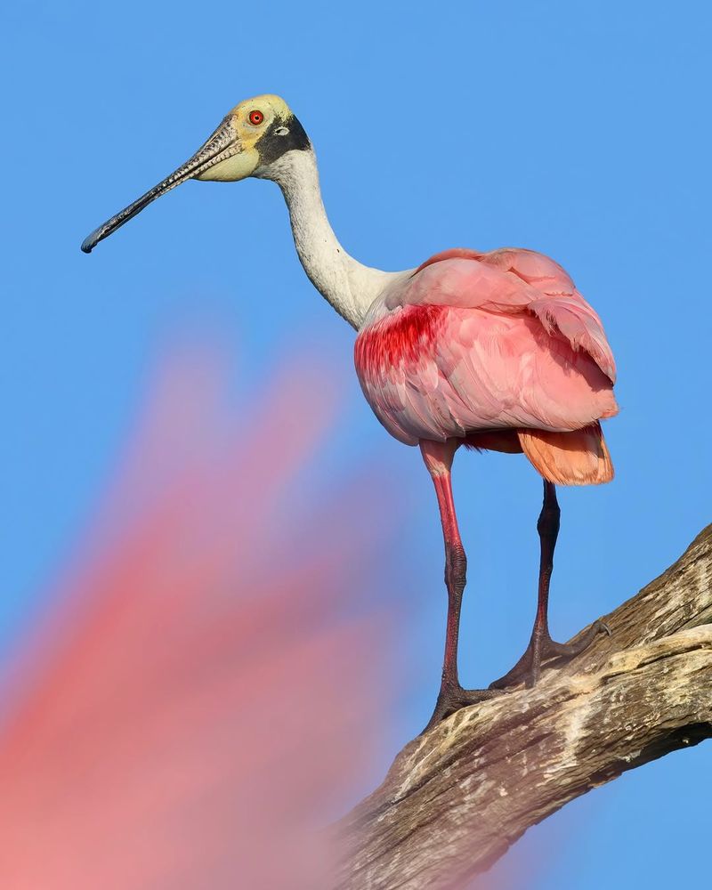 Roseate Spoonbill