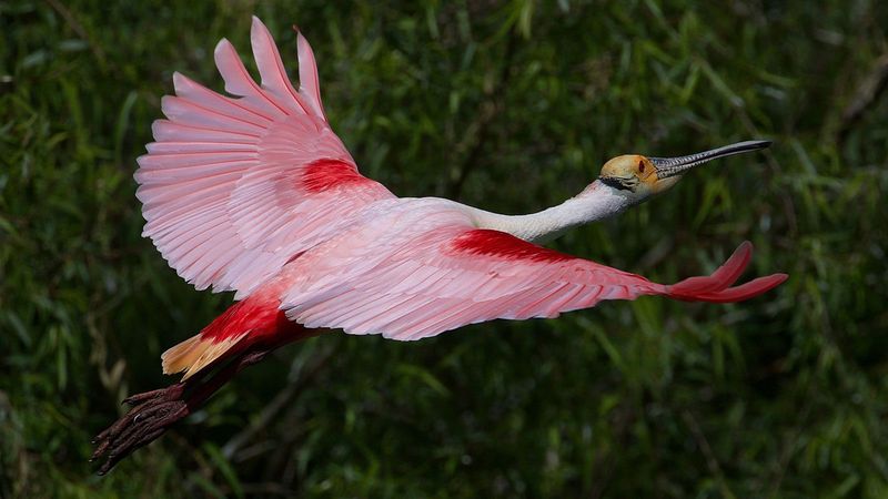 Roseate Spoonbill in Texas