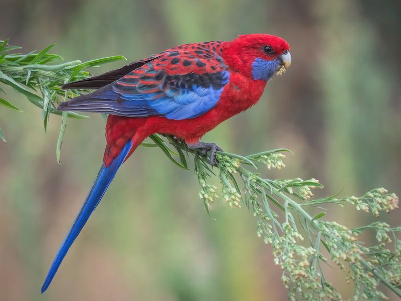 Rosella