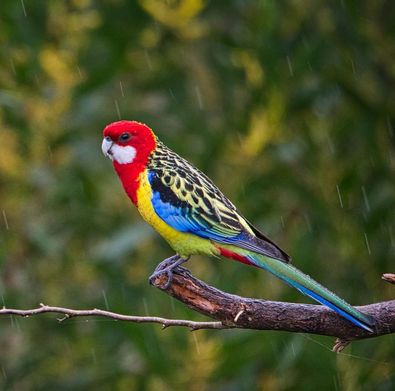 Rosella