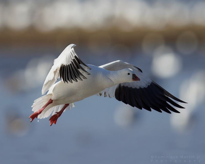 Ross's Goose