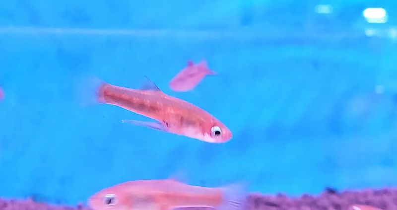 Rosy Red Minnow