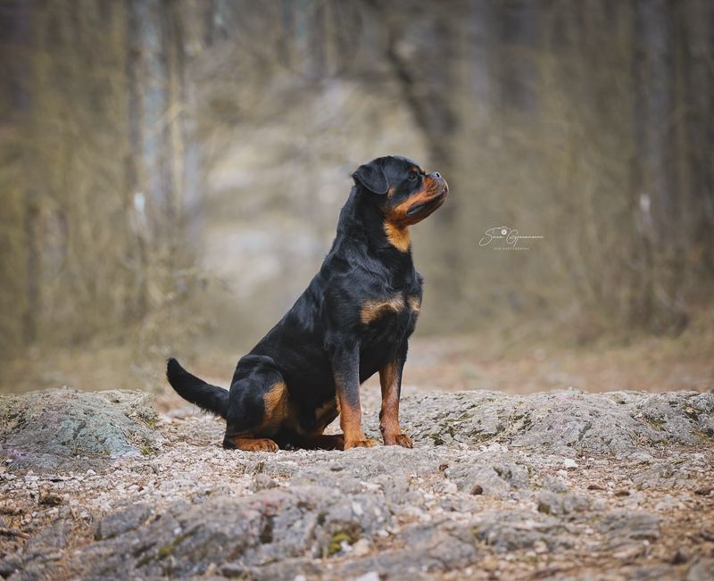 Rottweiler