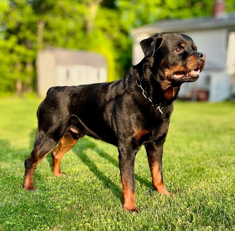 Rottweiler