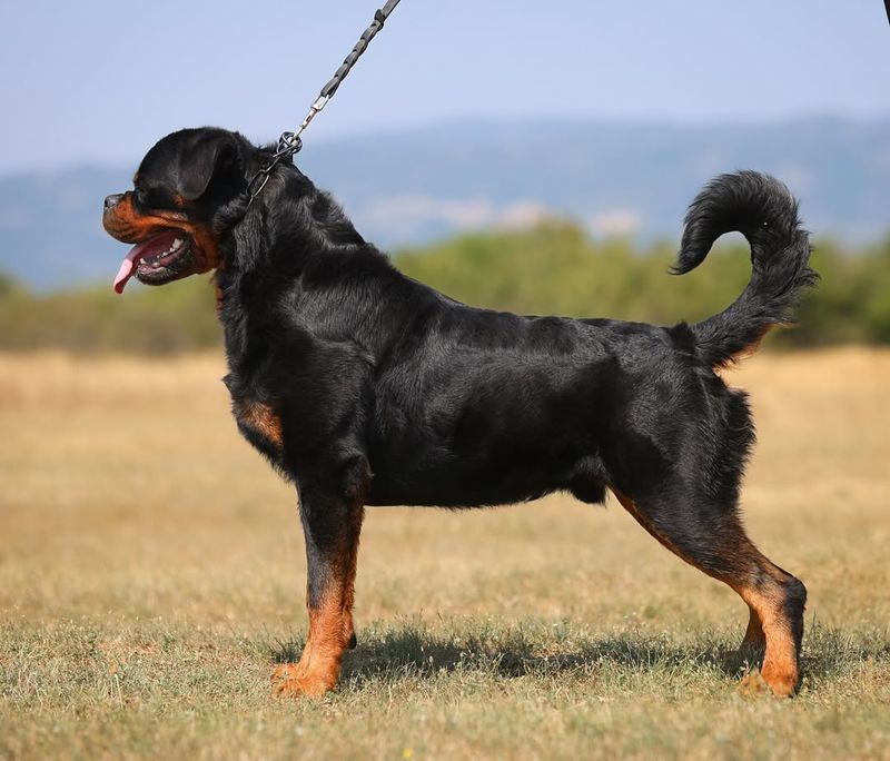 Rottweiler