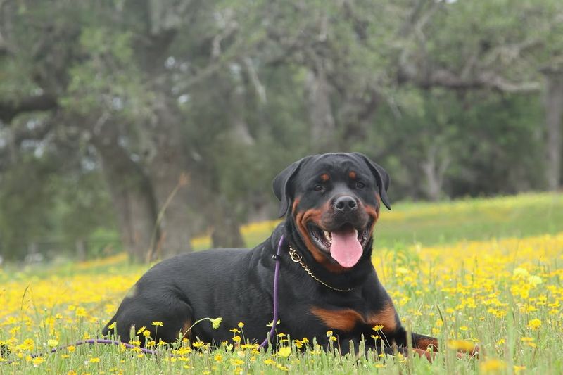 Rottweiler