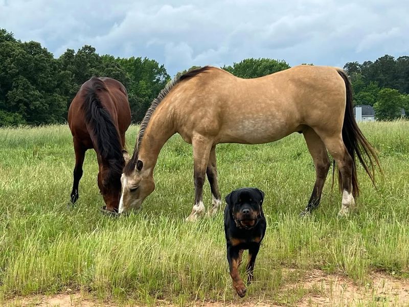 Rottweiler