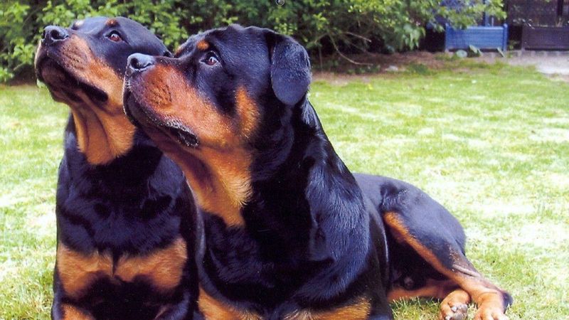 Rottweiler