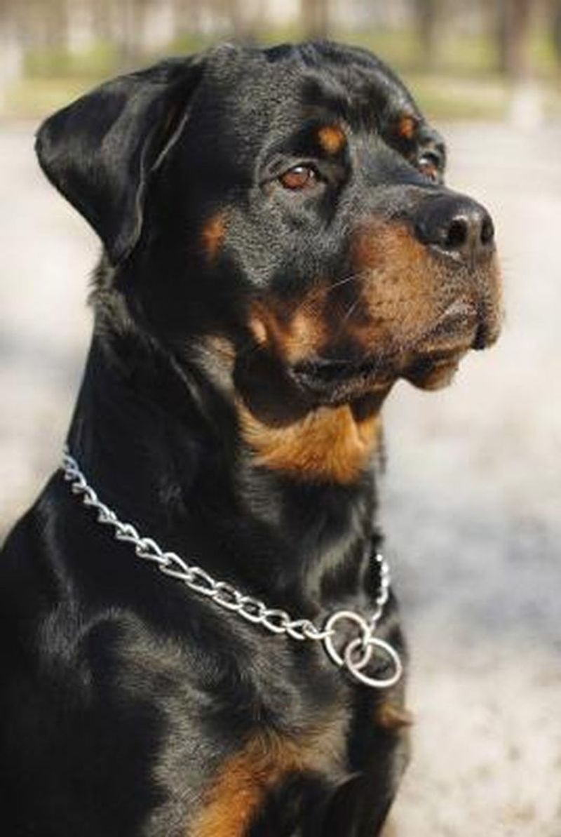 Rottweiler