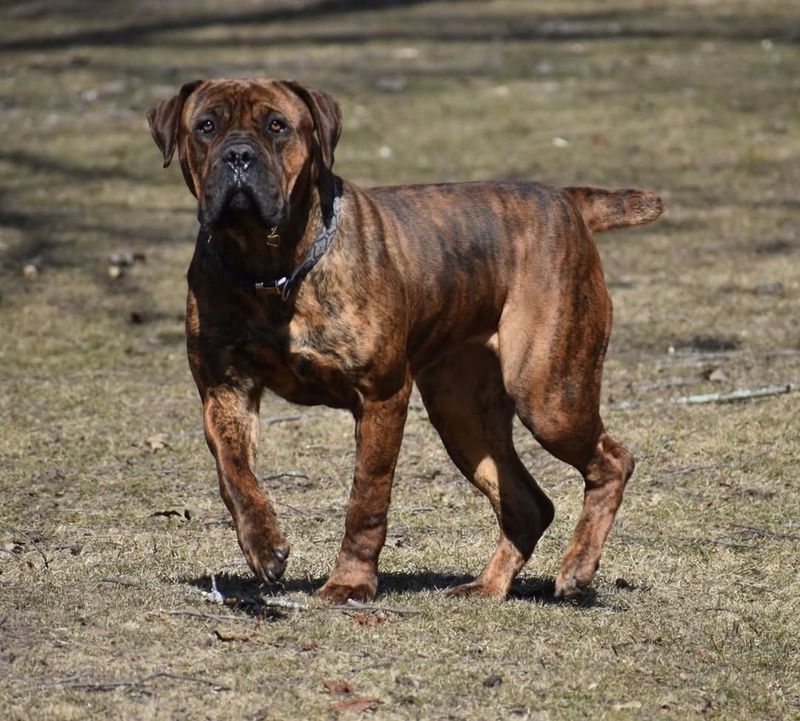 Boerboel