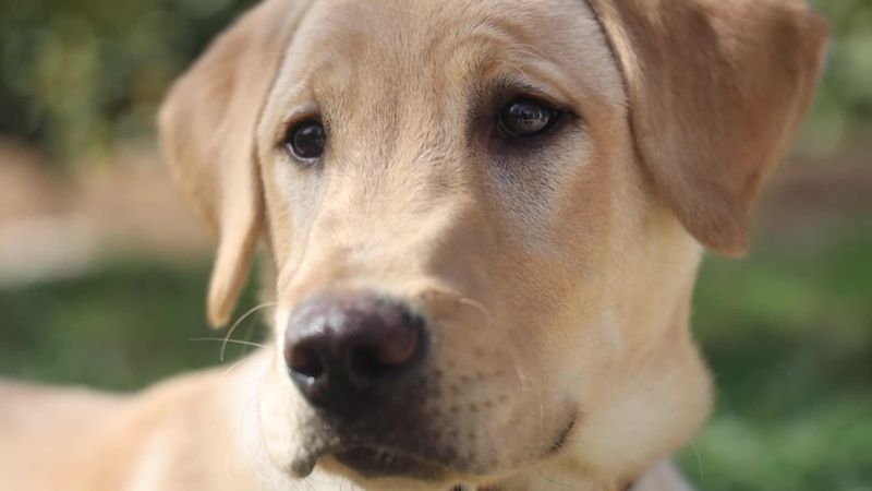 Labrador Retriever (Cloned)