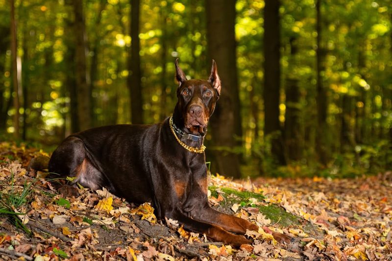 Doberman Pinscher