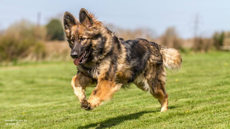 German Shepherd's Adventurous Spirit