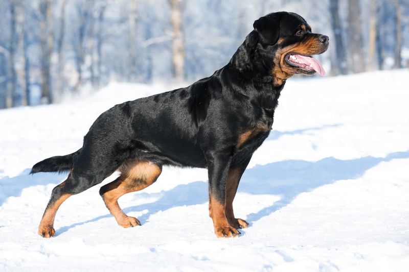 Rottweiler