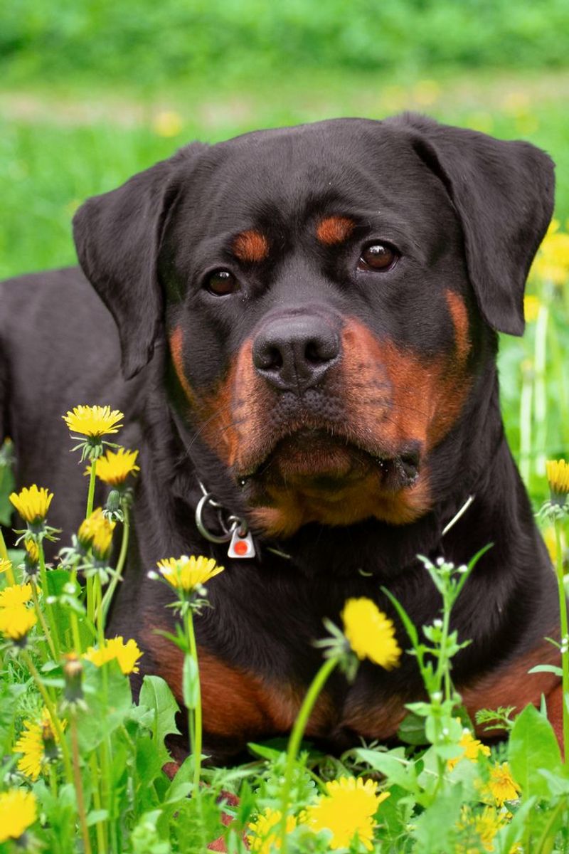 Rottweiler