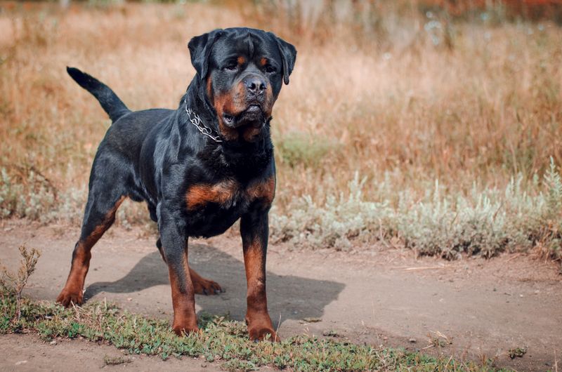 Rottweiler’s Powerful Build