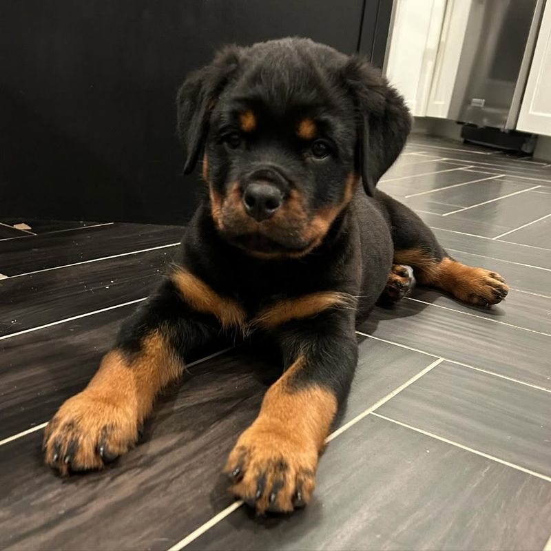 Rottweiler Puppy