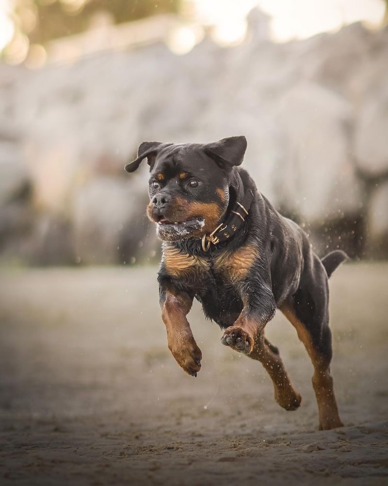 Rottweiler