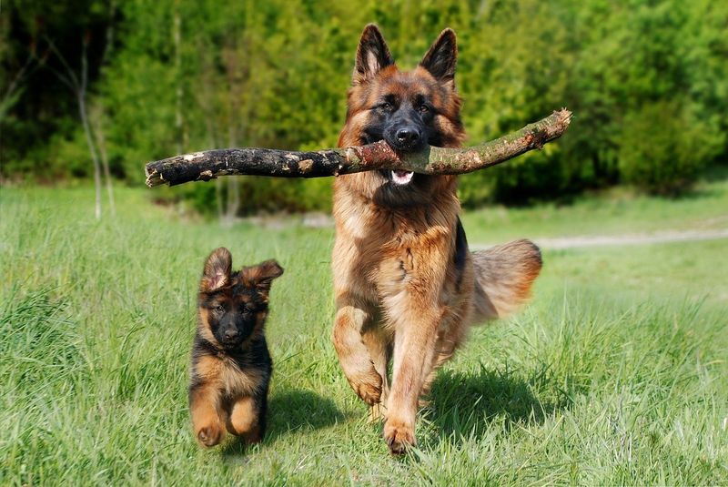 German Shepherd’s Intelligence