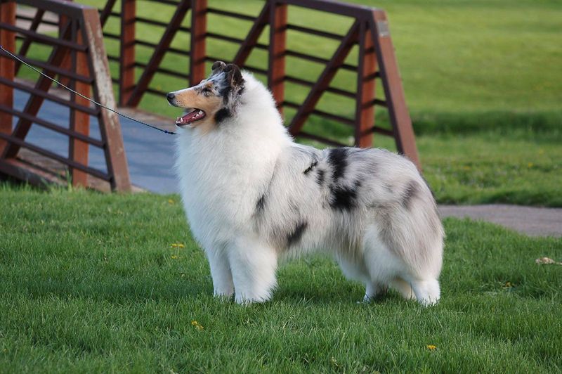 Rough Collie