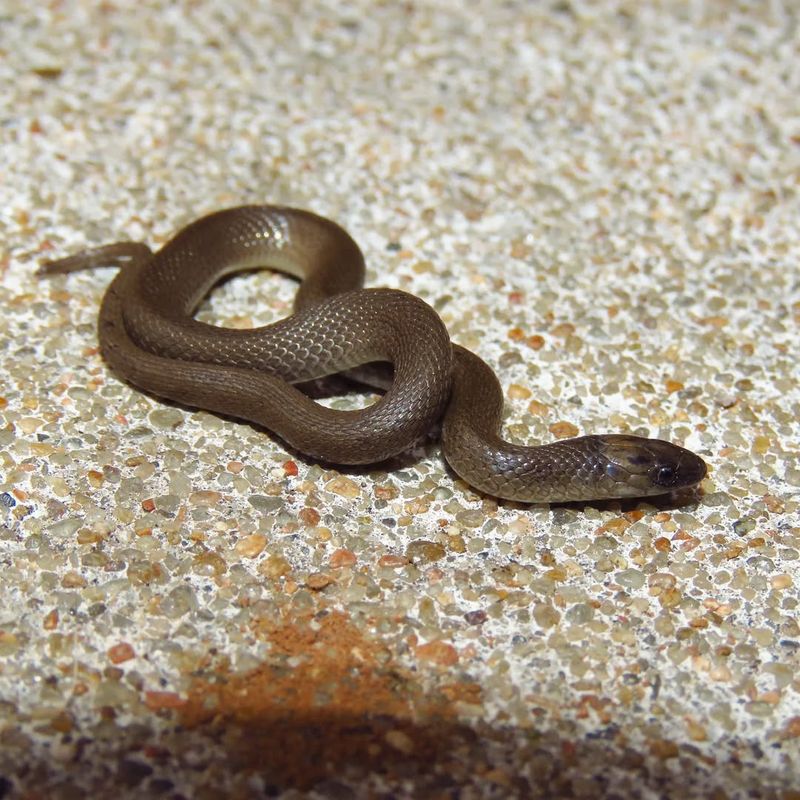 Rough Earth Snake