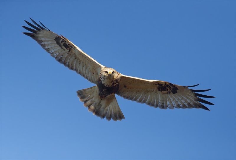 Rough-Legged Hawk