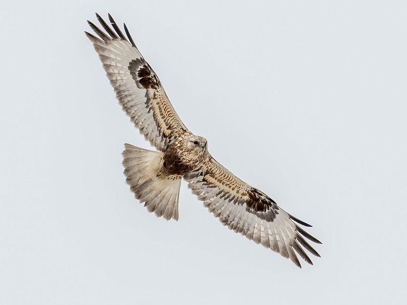 Rough-legged Hawk