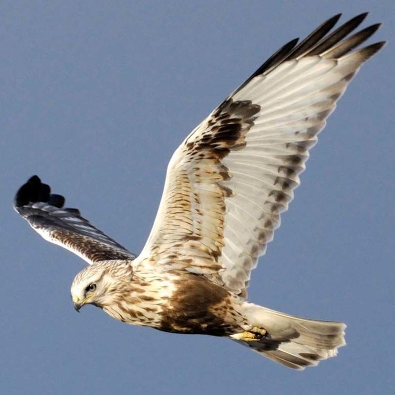 Rough-legged Hawk