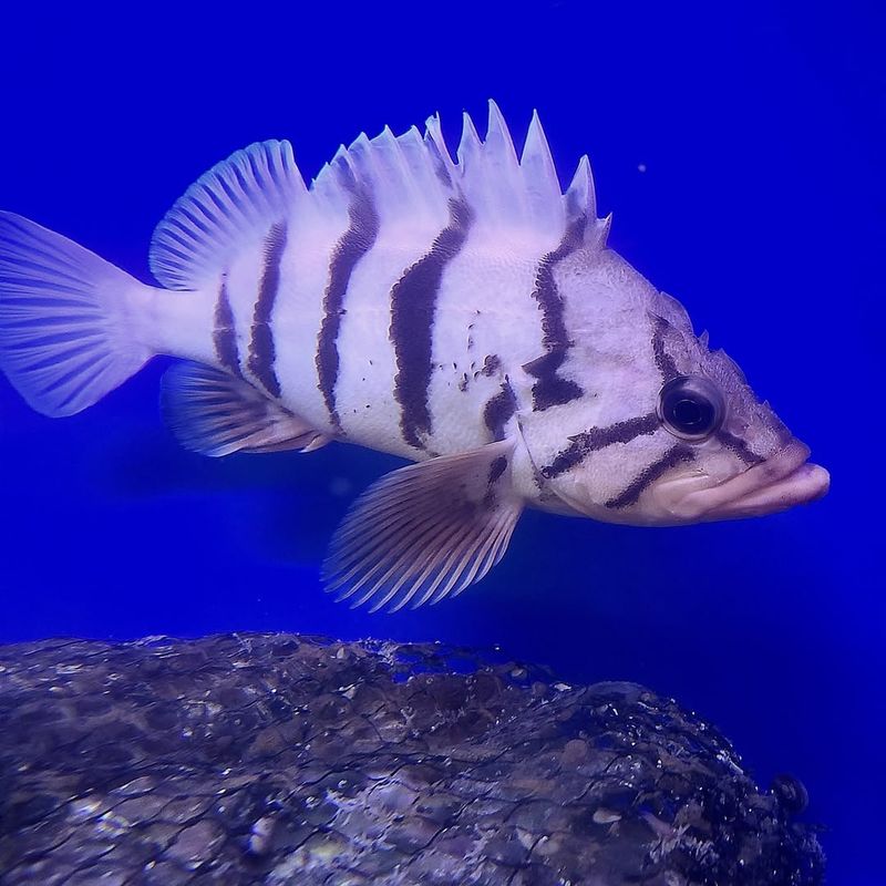 Rougheye Rockfish