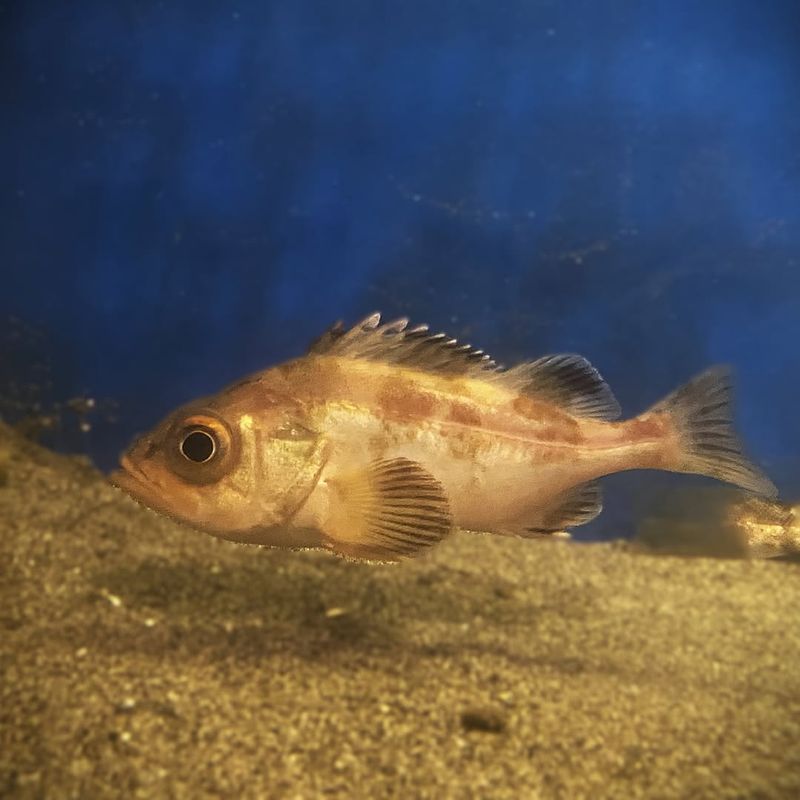 Rougheye Rockfish