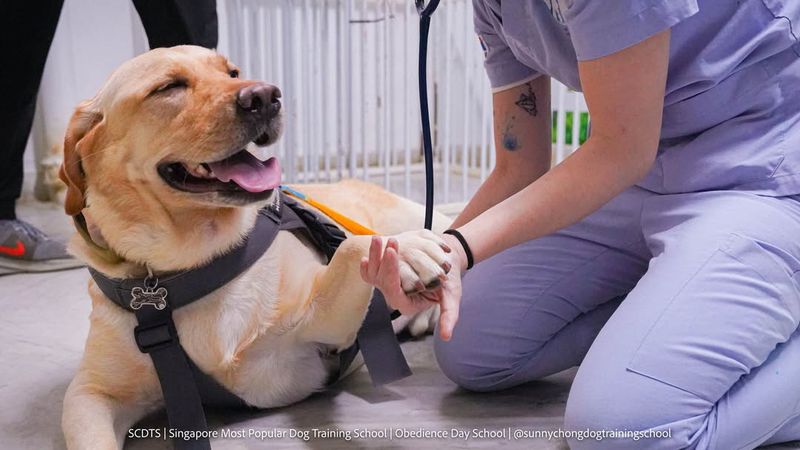 Routine Veterinary Check-ups