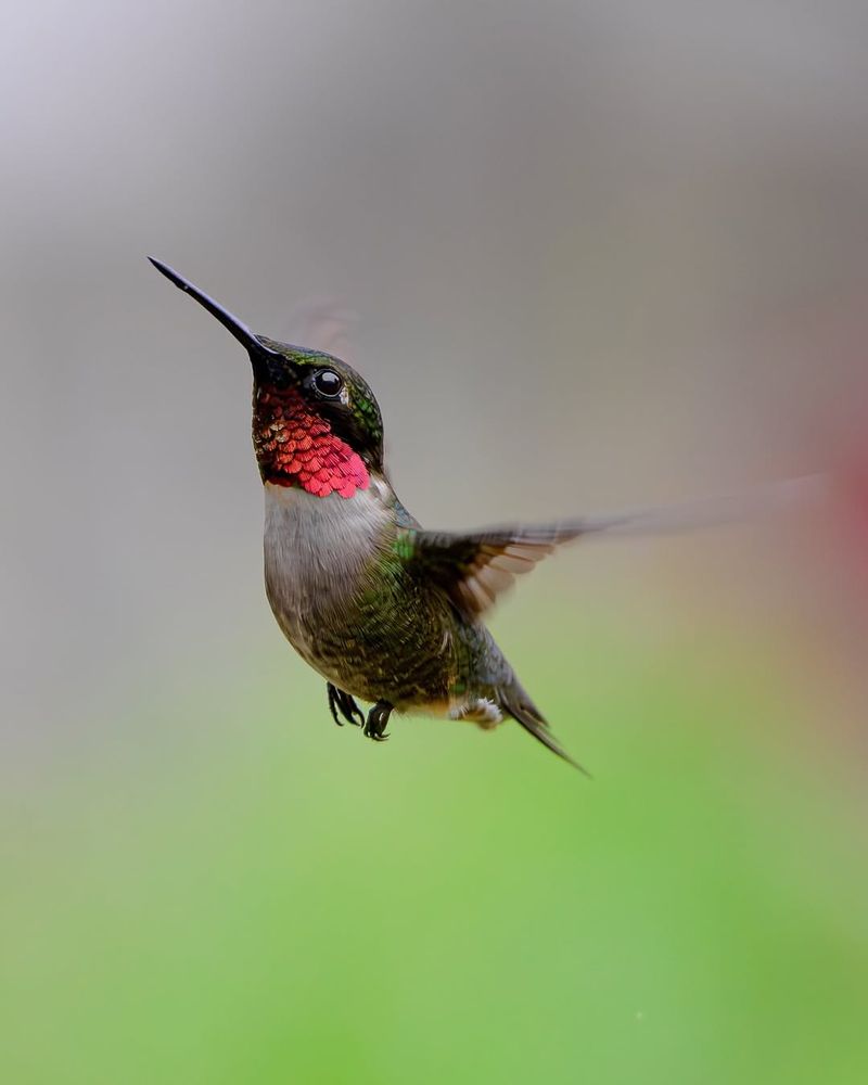 Ruby-throated Hummingbird