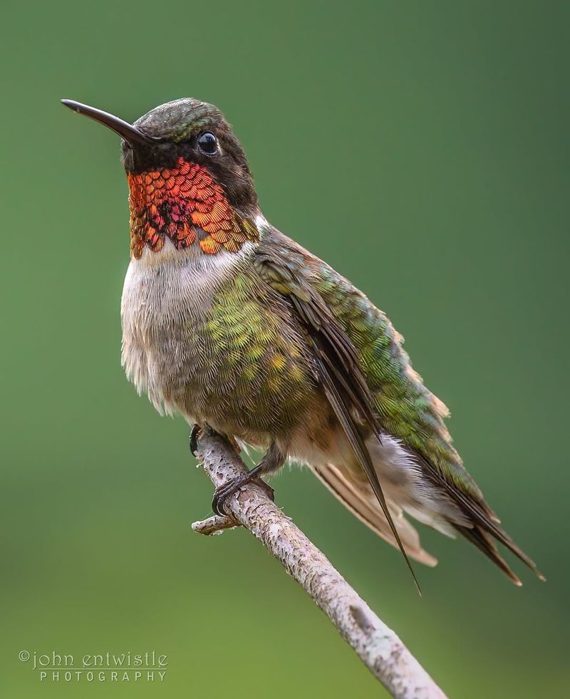 Ruby-throated Hummingbird