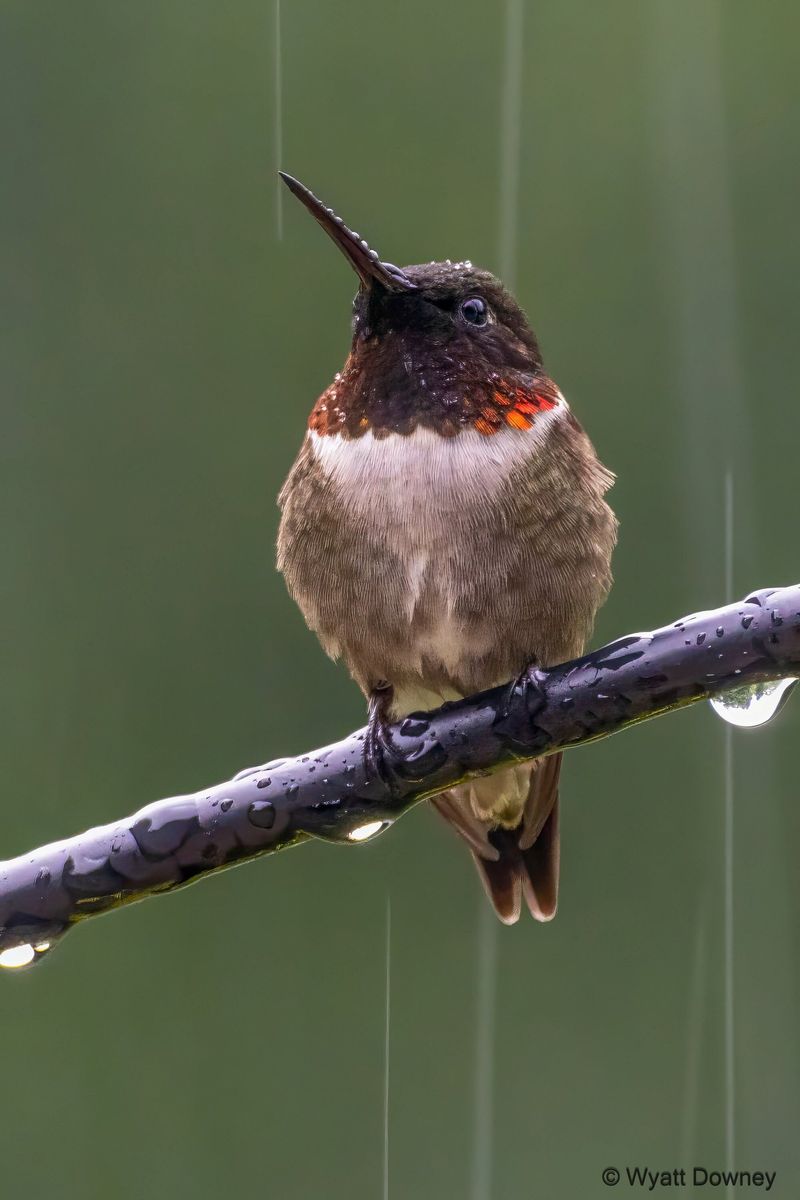 Ruby-throated Hummingbird