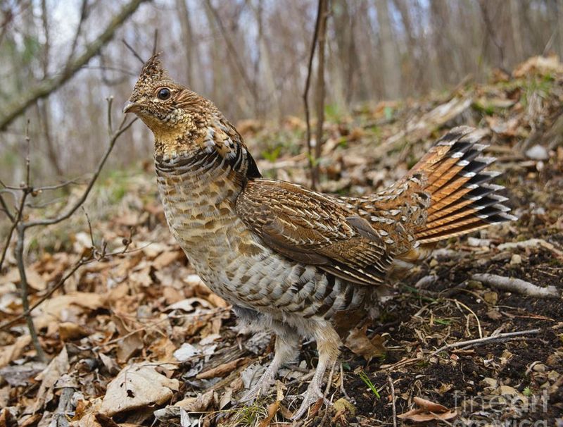 Ruffed Grouse in Pennsylvania