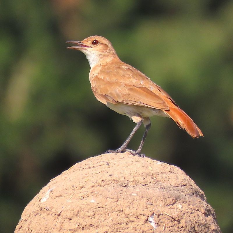 Rufous Hornero