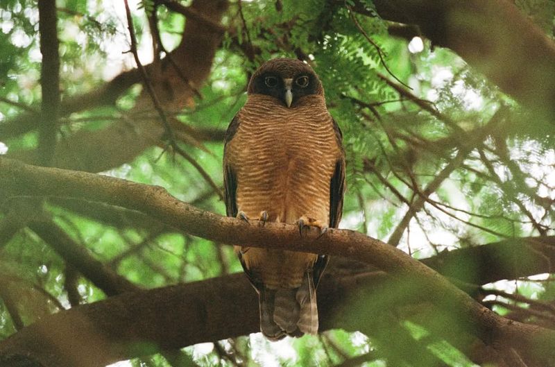 Rufous Owl